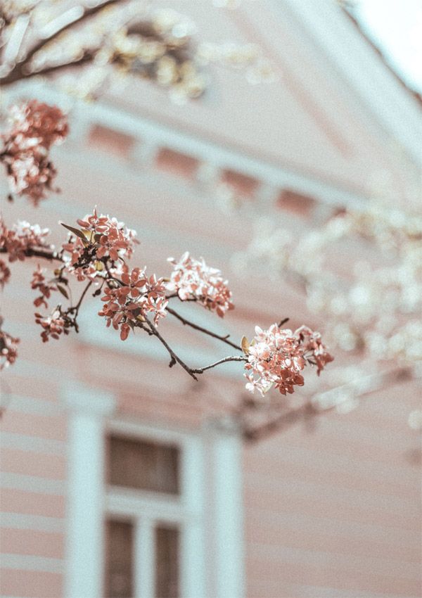Blüten pastell Blüten pastell