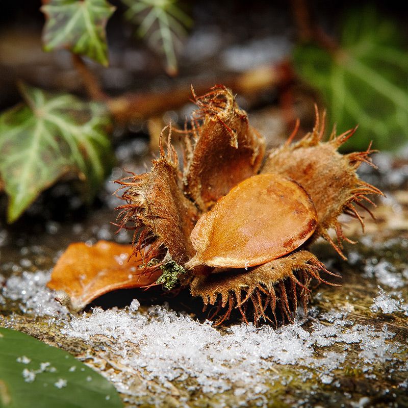 Bucheckern sind die Früchte der Buche Bucheckern sind die Früchte der Buche