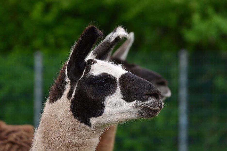 Lamahaar Lamahaar