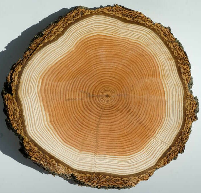 Kernholz Baumscheibe Kernholz Baumscheibe