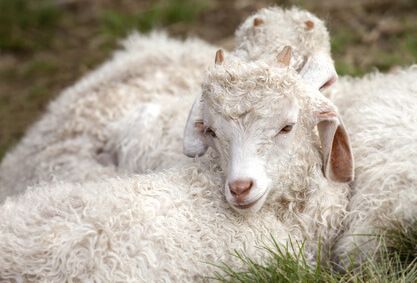 Kid Mohair Ziege Jungtier