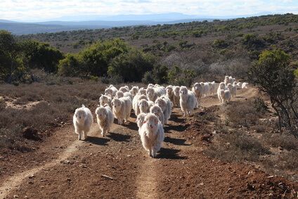 Mohair Ziegenherde Mohair Ziegenherde