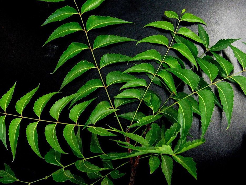 Neem Neem