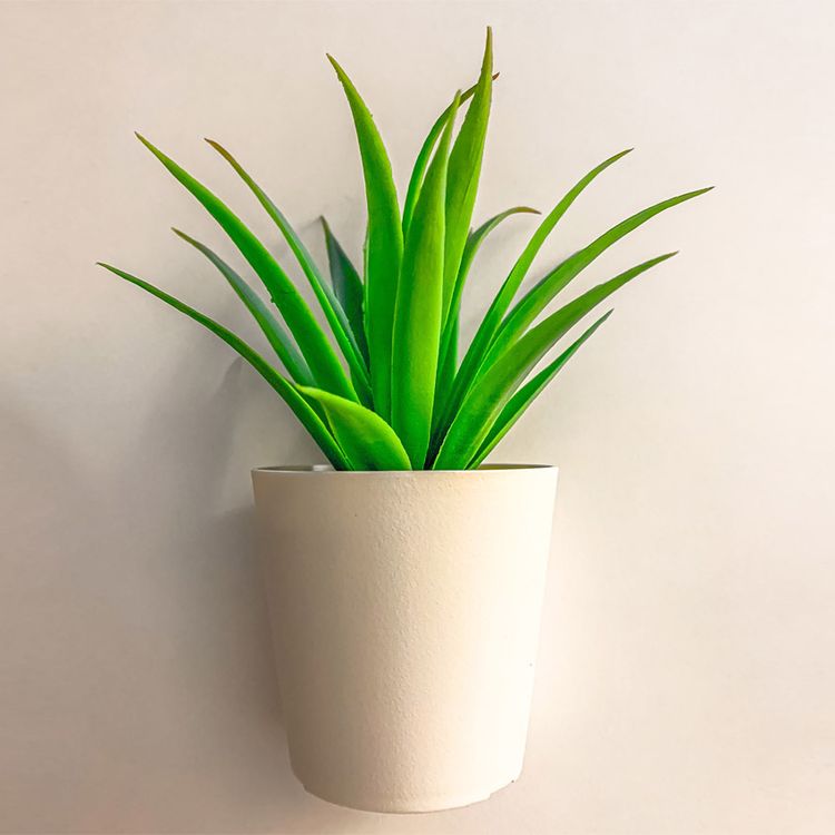 Aloe Vera Pflanze