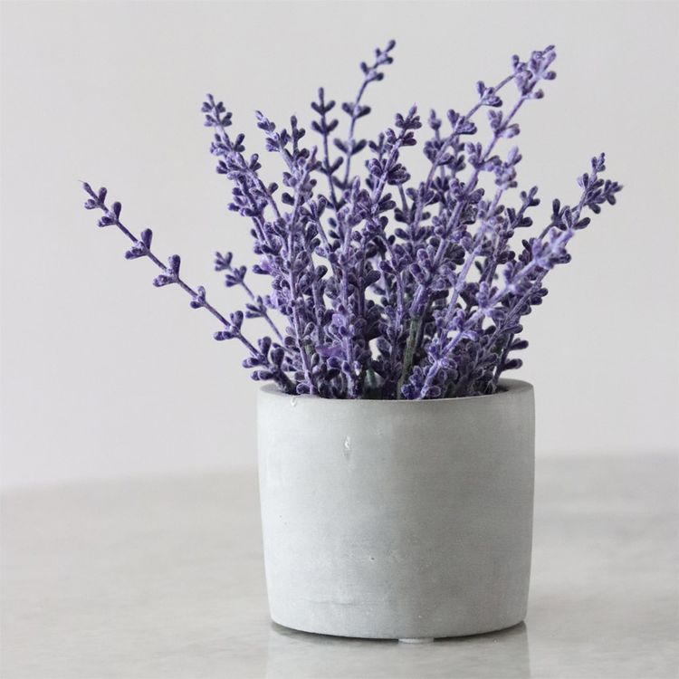 Lavendel Pflanze