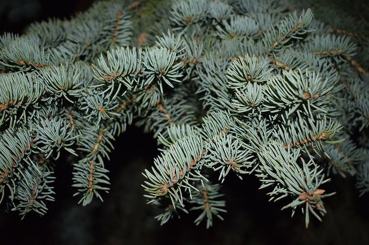 Fichtennadeln