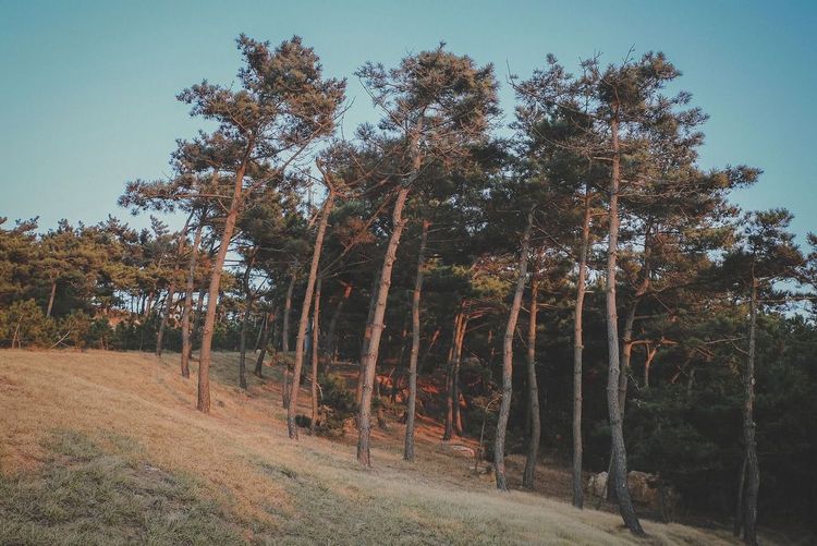 Kiefernwald
