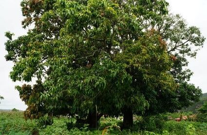 Mangoholz