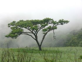 Akazie echte als Baum