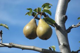Birnbaum Frucht