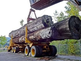 Holz-Transport