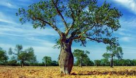 Naturfaser Kapok Baum