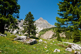 Zirbenwald in den Alpen