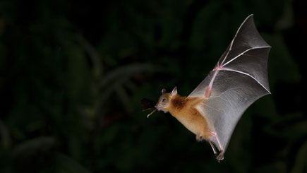 Eine Fledermaus nachts auf der Jagd nach Beute - © Nuwat / Fotolia.com