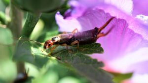 Echter Ohrwurm - keine Gefahr für den Schlaf oder den Schlafenden