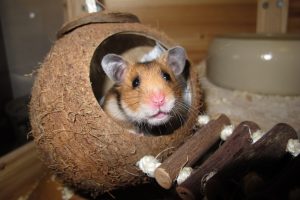 Tiere im Schlafzimmer - der geeignete Ort für Hamster, Vogel und Co.?