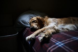 Gehören Hunde ins Schlafzimmer oder sogar mit ins eigene Bett?