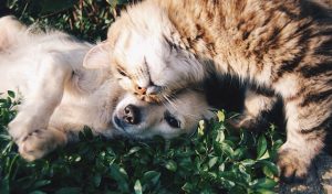Die beliebtesten Haustiere in Deutschland: Katze und Hund