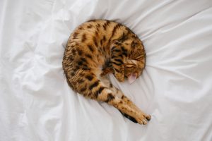 Katze im Schlafzimmer - ja oder nein ?
