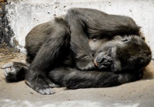 Auf dem Boden schlafender Gorilla in natürlicher Schlafhaltung mit Schutzfunktionen