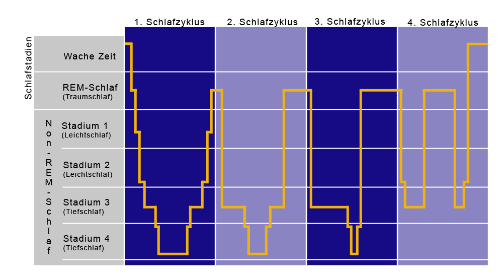 Der Schlafphasenwecker sucht eine Leichtschlafphase zum Wecken aus, wo man sowieso schon fast wach ist