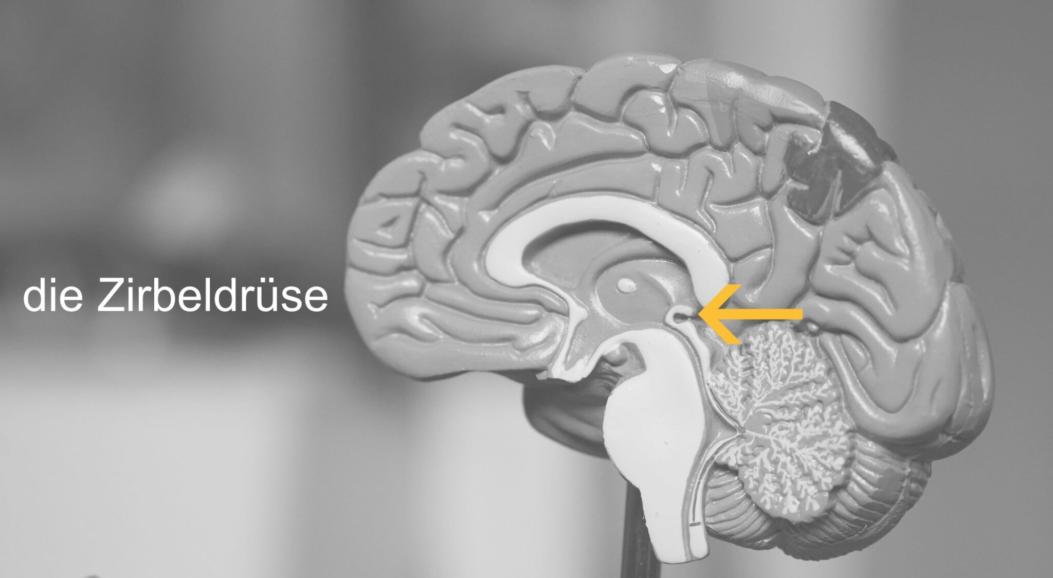 Zirbeldrüse - Bedeutung für den Schlaf und weitere Infos online